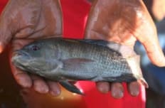person holding a tilapia fish